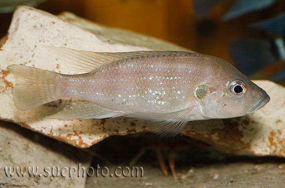Greenwoodochromis christyi 'Chituta Bay'